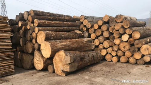 法國林業(yè)補貼背后的生態(tài)悖論 應(yīng)對樹皮甲蟲危機，砍伐還是保護？