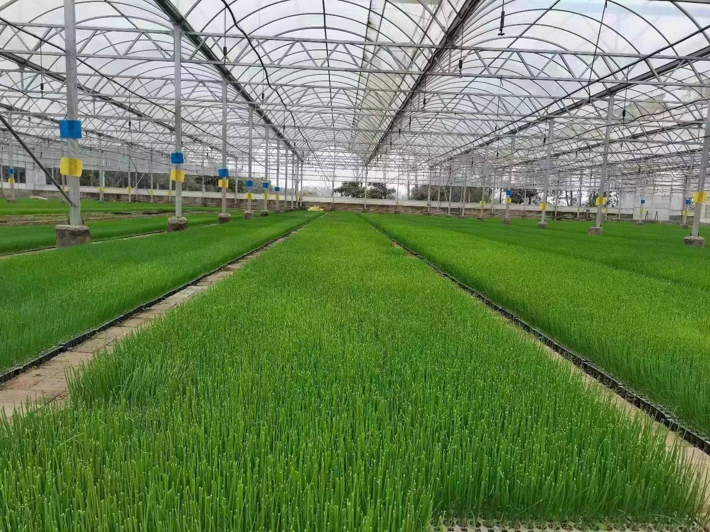 科技賦能興南陽，特色農(nóng)業(yè)蹚出致富新路徑